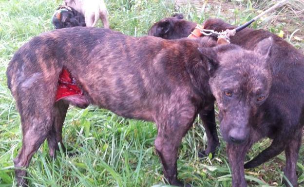 Los cazadores asturianos alertan de un aumento de los ataques de jabalíes a sus perros
